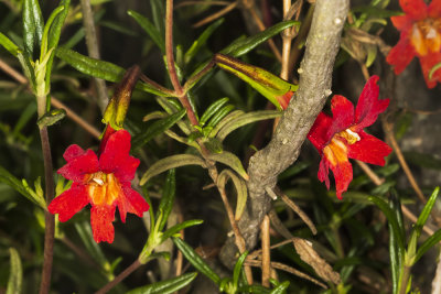 Scarlet Monkeyflower (Erythranthe cardinalis)