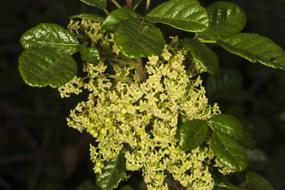 Poison-Oak (Toxicodendron diversilobum)