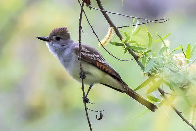 Ash-throated Flycatcher