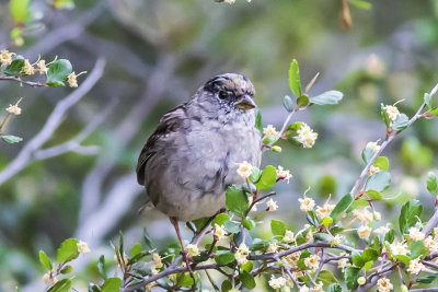 Golden-crowned Sparrow