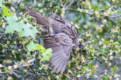 Golden-crowned Sparrow