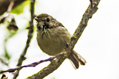 Hutton's Vireo