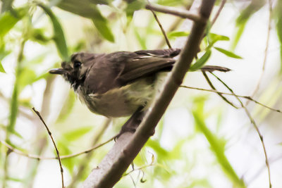 Hutton's Vireo