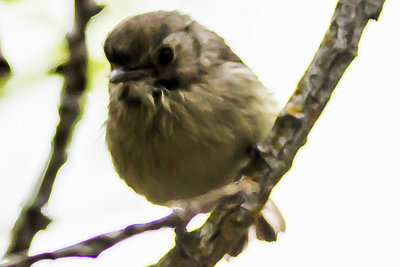 Hutton's Vireo