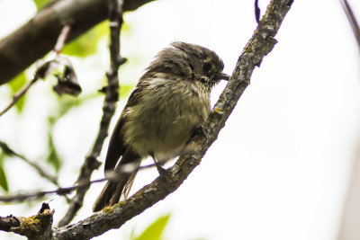 Hutton's Vireo