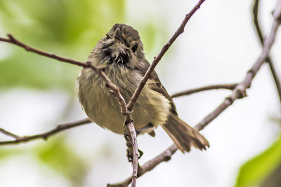 Hutton's Vireo