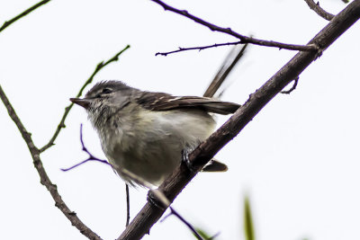 Hutton's Vireo