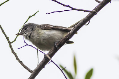 Hutton's Vireo