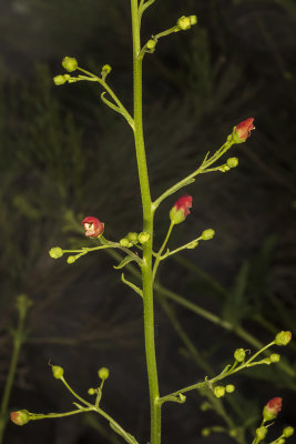 California Bee Plant (Scrophularia ca)