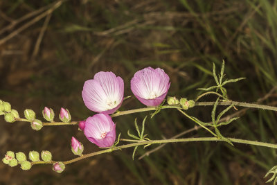 Checkerbloom (Sidalcea malivaeflora)