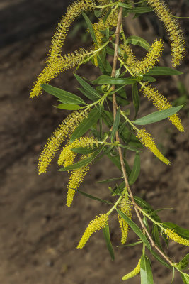 Shiny Willow (Salix lucida)-catkins