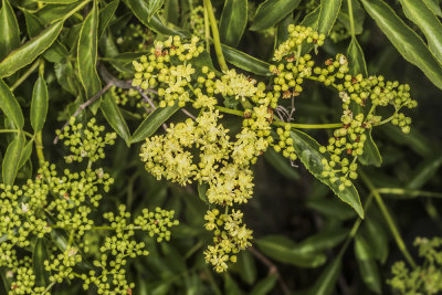 Blue Elderberry (Sambucus mexicana)