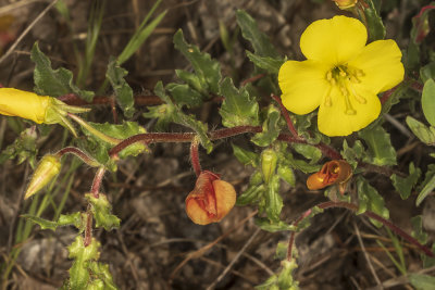 California Primrose (Eulobus californica)