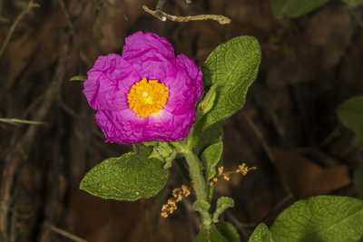 Wood Rose (<em>Rosa gymnocarpa gymnocarpa</em>)