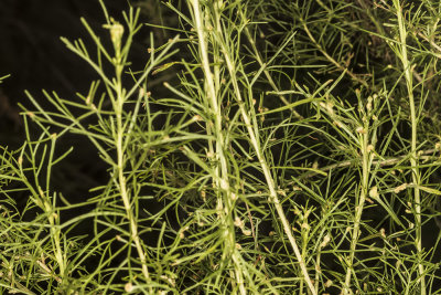 California Sagebrush ( Artemisia californica)
