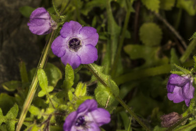 Fiesta Flower (Pholistoma auritum)