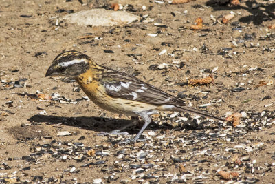 Black-headed Grosbeak