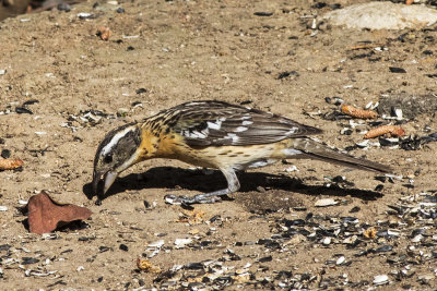 Black-headed Grosbeak