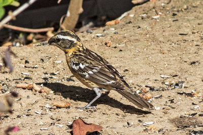 Black-headed Grosbeak