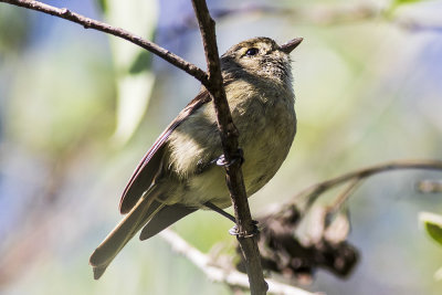 Hutton's Vireo