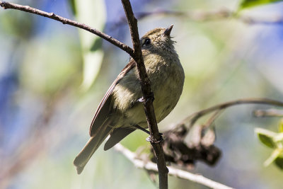 Hutton's Vireo