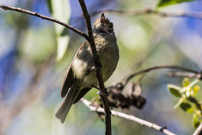 Hutton's Vireo