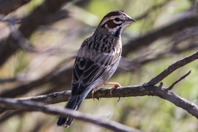 American Lark Sparrow