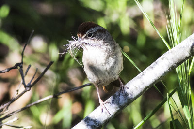 Rufous-crowned Sparrow