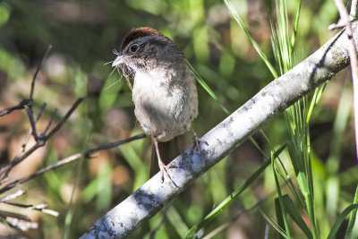 Rufous-crowned Sparrow