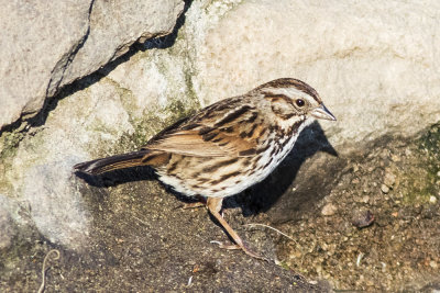 Song Sparrow