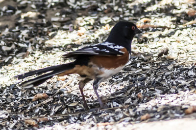 Spotted Towhee