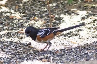 Spotted Towhee