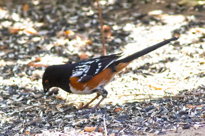 spotted-towhee-05.jpg