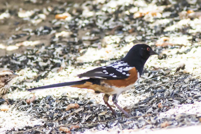 Spotted Towhee