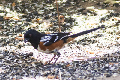 Spotted Towhee