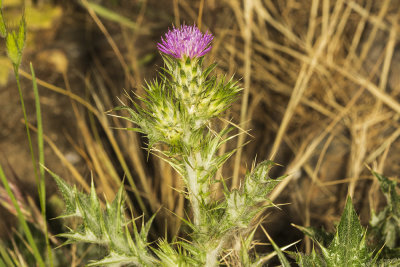 Italian Thistle (Carduus pycnocephalus)