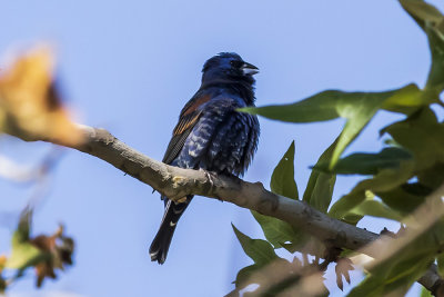 Blue Grosbeak