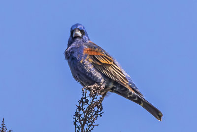 Blue Grosbeak