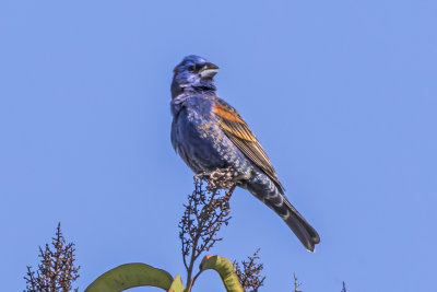 Blue Grosbeak