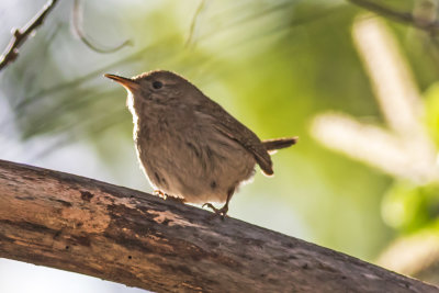 House Wren