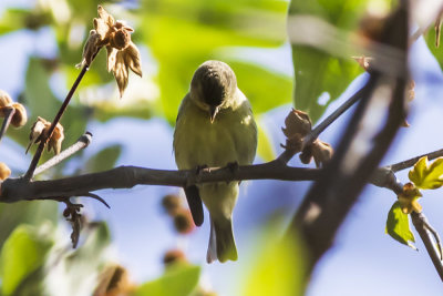 Lesser Goldfinch