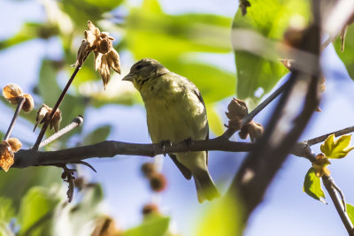 Lesser Goldfinch