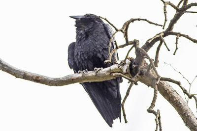 Common Raven