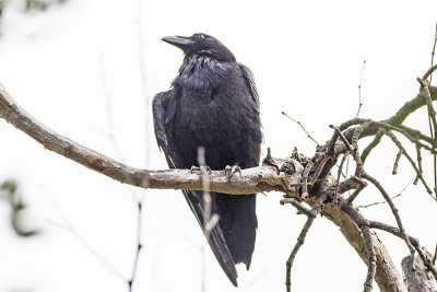 Common Raven