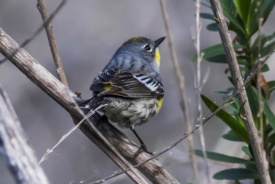 Yellow-rumped Warbler