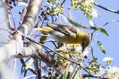 Bullock's Oriole