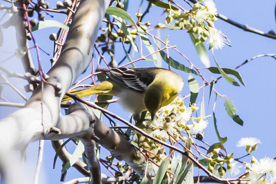 Bullock's Oriole