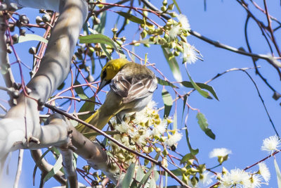 Bullock's Oriole