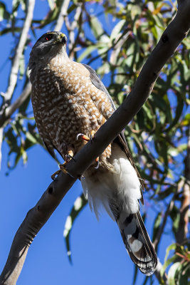 Cooper's Hawk