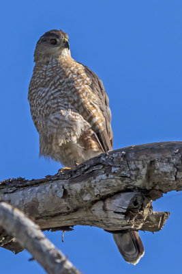 Cooper's Hawk